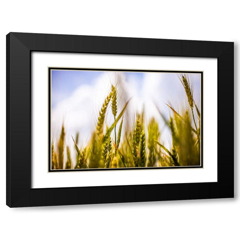 Field 1 Black Modern Wood Framed Art Print with Double Matting by Lee, Rachel