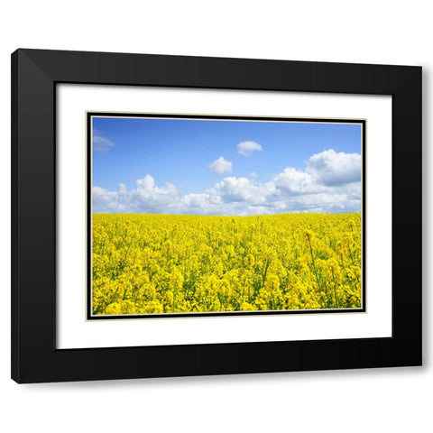 Field 15 Black Modern Wood Framed Art Print with Double Matting by Lee, Rachel