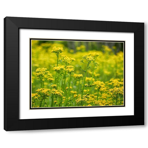 Field 16 Black Modern Wood Framed Art Print with Double Matting by Lee, Rachel
