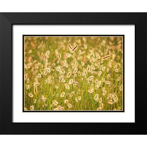 Field 17 Black Modern Wood Framed Art Print with Double Matting by Lee, Rachel