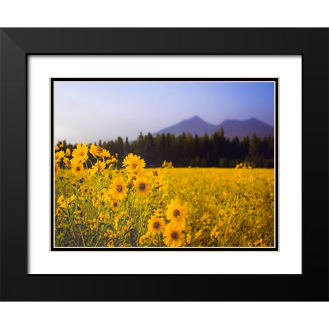 Field 22 Black Modern Wood Framed Art Print with Double Matting by Lee, Rachel