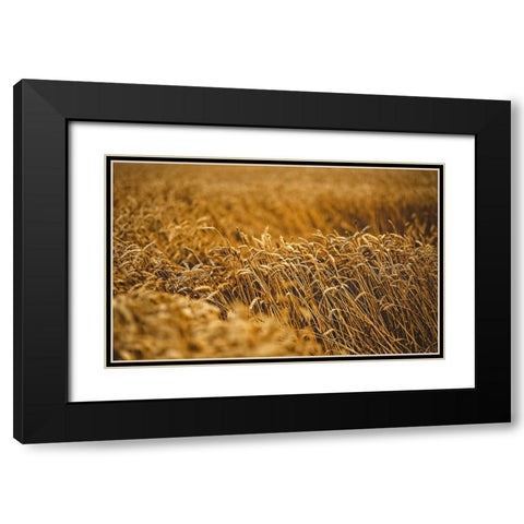Field 5 Black Modern Wood Framed Art Print with Double Matting by Lee, Rachel