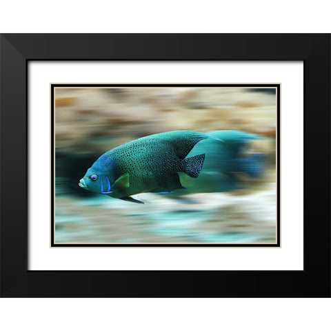 Fish Black Modern Wood Framed Art Print with Double Matting by Lee, Rachel