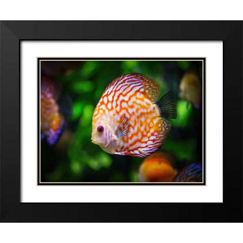 Fish 2 Black Modern Wood Framed Art Print with Double Matting by Lee, Rachel