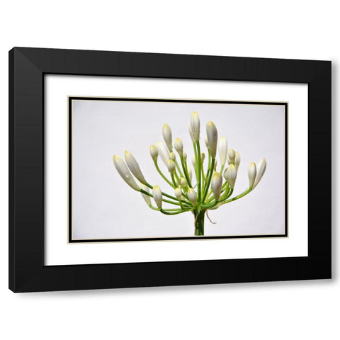 Flower 37 Black Modern Wood Framed Art Print with Double Matting by Lee, Rachel