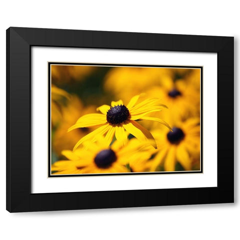 Flower 46 Black Modern Wood Framed Art Print with Double Matting by Lee, Rachel