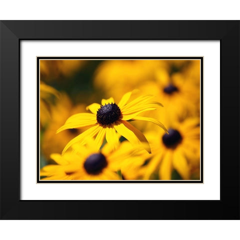 Flower 46 Black Modern Wood Framed Art Print with Double Matting by Lee, Rachel