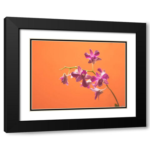 Flower 50 Custom Orange Black Modern Wood Framed Art Print with Double Matting by Lee, Rachel