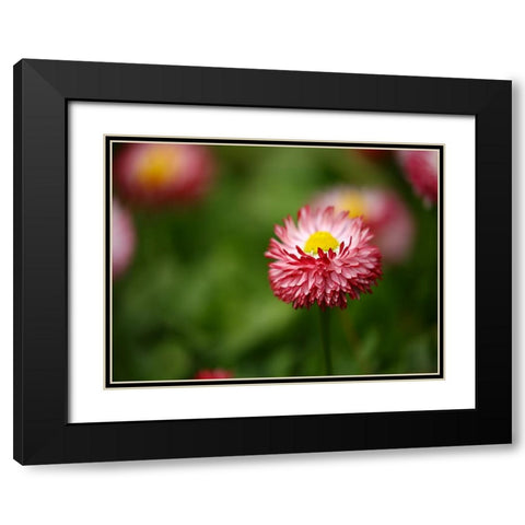 Flower 51 Black Modern Wood Framed Art Print with Double Matting by Lee, Rachel