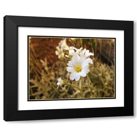 Flower 52 Black Modern Wood Framed Art Print with Double Matting by Lee, Rachel