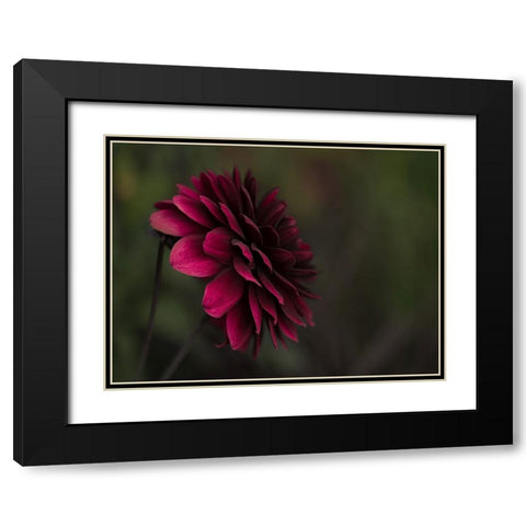 Flower 54 Black Modern Wood Framed Art Print with Double Matting by Lee, Rachel