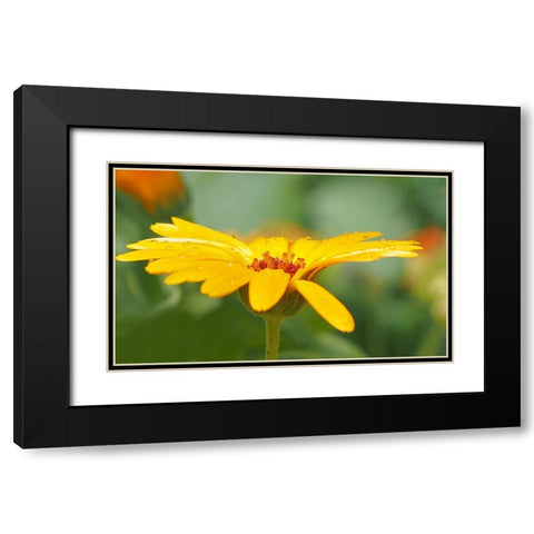 Flower 57 Black Modern Wood Framed Art Print with Double Matting by Lee, Rachel
