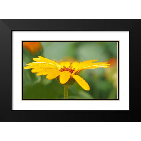 Flower 57 Black Modern Wood Framed Art Print with Double Matting by Lee, Rachel