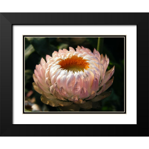 Flower 59 Black Modern Wood Framed Art Print with Double Matting by Lee, Rachel