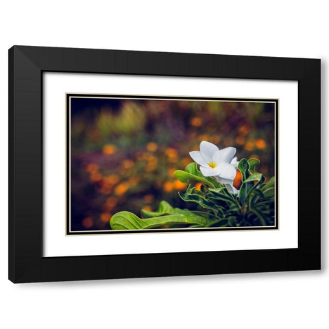 Flower 6 Black Modern Wood Framed Art Print with Double Matting by Lee, Rachel