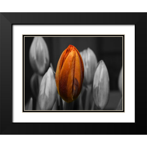 Flower 66 Black Modern Wood Framed Art Print with Double Matting by Lee, Rachel