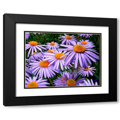 Flower 69 Black Modern Wood Framed Art Print with Double Matting by Lee, Rachel