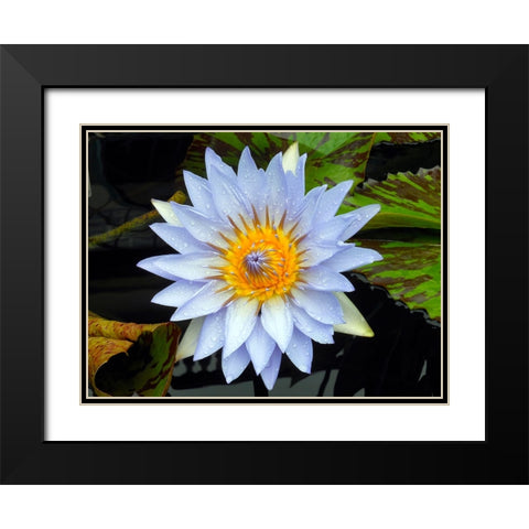 Flower 7 Black Modern Wood Framed Art Print with Double Matting by Lee, Rachel