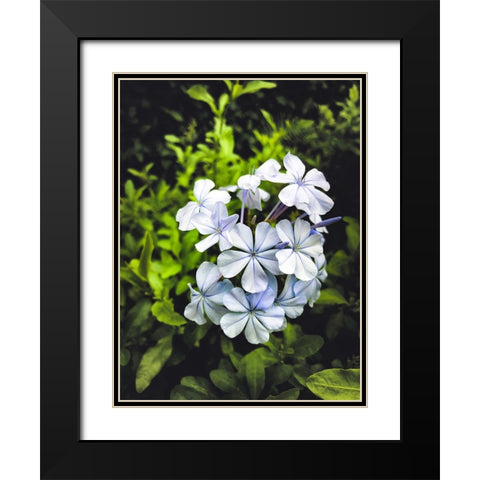 Flower 71 Black Modern Wood Framed Art Print with Double Matting by Lee, Rachel