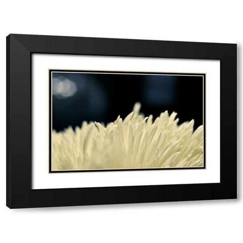 Flower 8 Black Modern Wood Framed Art Print with Double Matting by Lee, Rachel