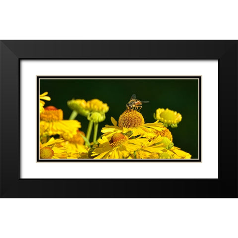 Flower Bee Black Modern Wood Framed Art Print with Double Matting by Lee, Rachel