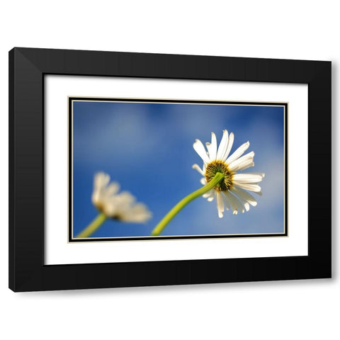 Flower White Black Modern Wood Framed Art Print with Double Matting by Lee, Rachel