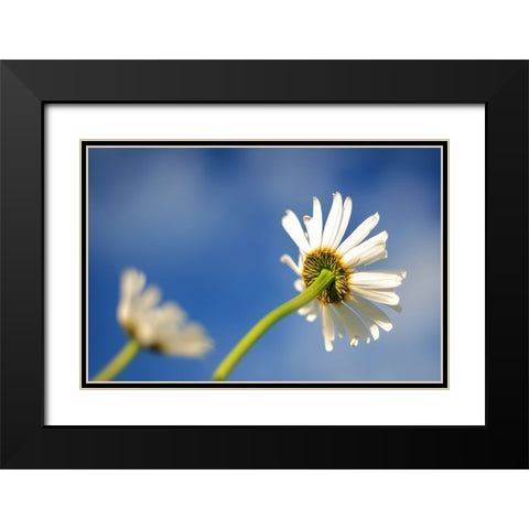 Flower White Black Modern Wood Framed Art Print with Double Matting by Lee, Rachel