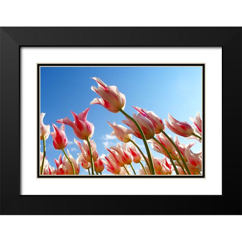 Flower Tulips Black Modern Wood Framed Art Print with Double Matting by Lee, Rachel