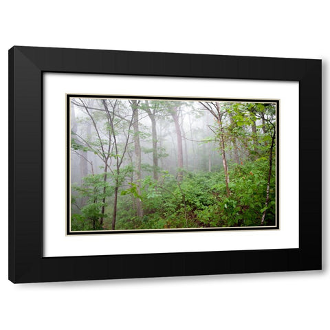 Foggy Forest Black Modern Wood Framed Art Print with Double Matting by Lee, Rachel