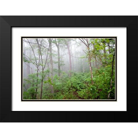 Foggy Forest Black Modern Wood Framed Art Print with Double Matting by Lee, Rachel