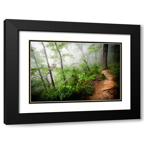 Foggy Forest Path Black Modern Wood Framed Art Print with Double Matting by Lee, Rachel
