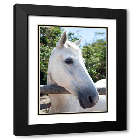 Horse 8 Black Modern Wood Framed Art Print with Double Matting by Lee, Rachel