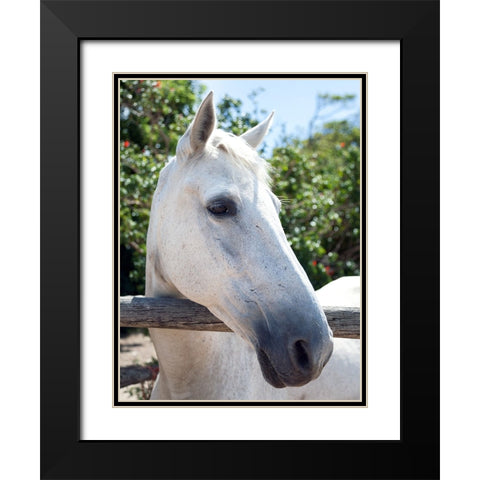 Horse 8 Black Modern Wood Framed Art Print with Double Matting by Lee, Rachel
