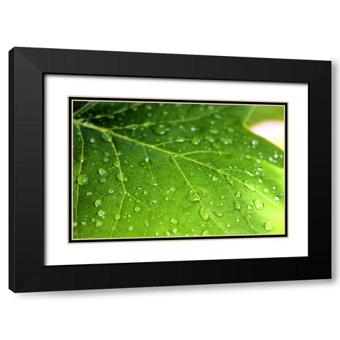 Leaves 1 Black Modern Wood Framed Art Print with Double Matting by Lee, Rachel