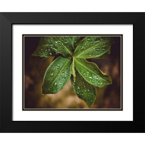 Leaves 12 Black Modern Wood Framed Art Print with Double Matting by Lee, Rachel