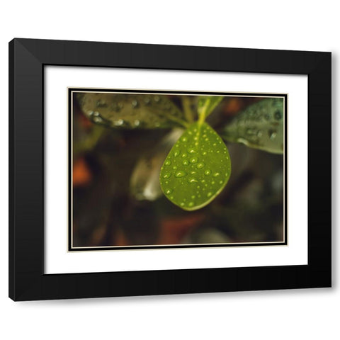 Leaves 13 Black Modern Wood Framed Art Print with Double Matting by Lee, Rachel