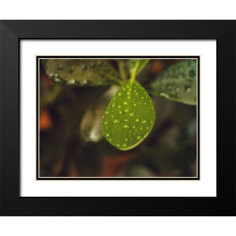 Leaves 13 Black Modern Wood Framed Art Print with Double Matting by Lee, Rachel