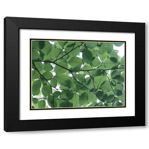 Leaves 14 Black Modern Wood Framed Art Print with Double Matting by Lee, Rachel