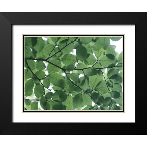 Leaves 14 Black Modern Wood Framed Art Print with Double Matting by Lee, Rachel