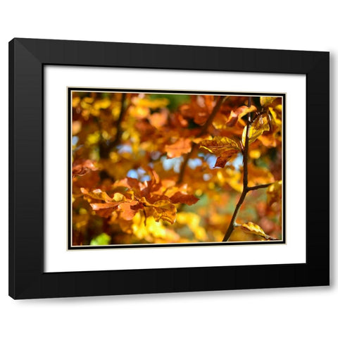 Leaves 15 Black Modern Wood Framed Art Print with Double Matting by Lee, Rachel