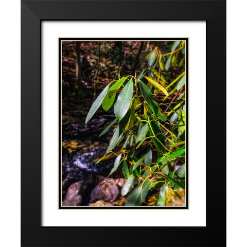Leaves 18 Black Modern Wood Framed Art Print with Double Matting by Lee, Rachel