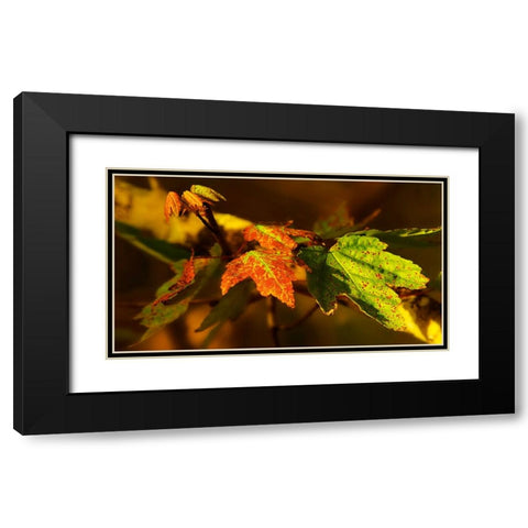 Leaves 21 Black Modern Wood Framed Art Print with Double Matting by Lee, Rachel