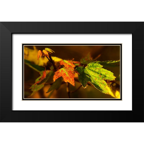 Leaves 21 Black Modern Wood Framed Art Print with Double Matting by Lee, Rachel