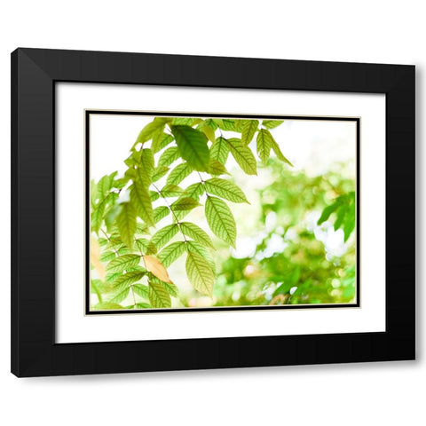 Leaves 4 Black Modern Wood Framed Art Print with Double Matting by Lee, Rachel