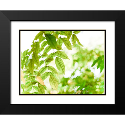 Leaves 4 Black Modern Wood Framed Art Print with Double Matting by Lee, Rachel