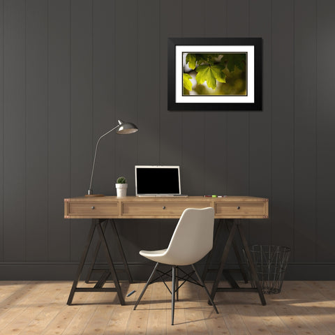 Leaves 5 Black Modern Wood Framed Art Print with Double Matting by Lee, Rachel