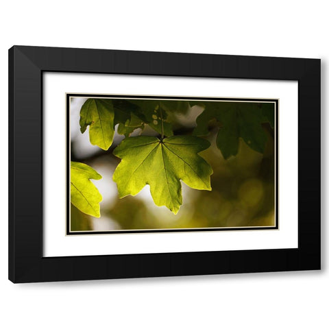 Leaves 5 Black Modern Wood Framed Art Print with Double Matting by Lee, Rachel