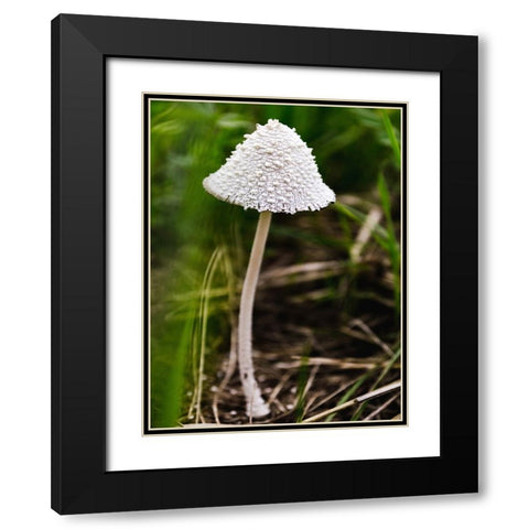 Mushroom 1 Black Modern Wood Framed Art Print with Double Matting by Lee, Rachel