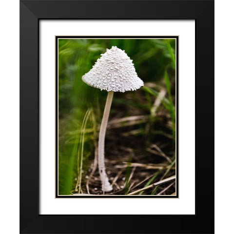 Mushroom 1 Black Modern Wood Framed Art Print with Double Matting by Lee, Rachel