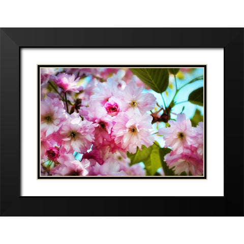 Pink Blossoms Black Modern Wood Framed Art Print with Double Matting by Lee, Rachel